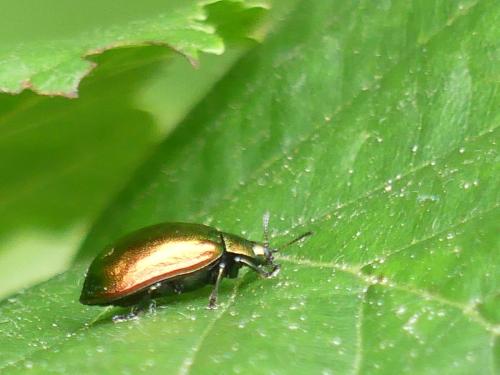 Plagiosterna aenea
